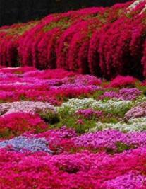 100 Pcs/Bag Creeping Thyme Bonsai or Blue Rock CRESS Mixed Seeds