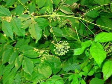 10 Wild Sarsaparilla Plant Seeds