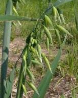 100 Hulless Oats Plant Seeds