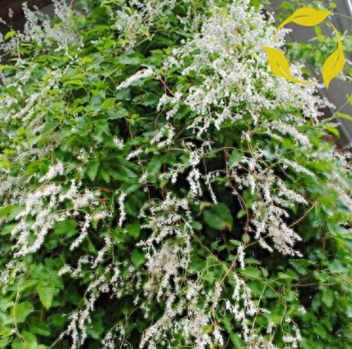 Silver LACE Vine Polygonum Aubertii 10 Seeds