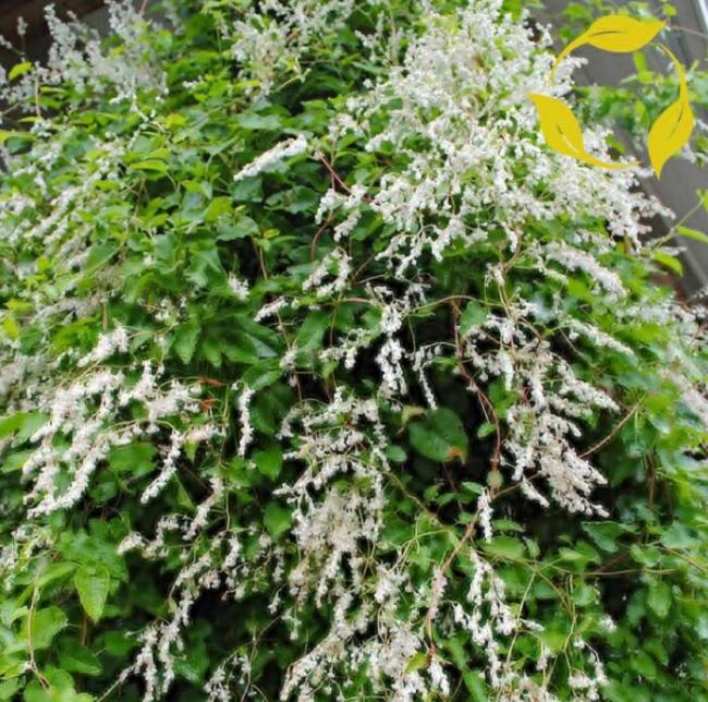 Silver LACE Vine Polygonum Aubertii 10 Seeds