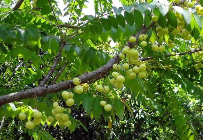 10PCS Phyllanthus emblica Seeds Indian Gooseberry Gardening Hummingbirds and Butterflie