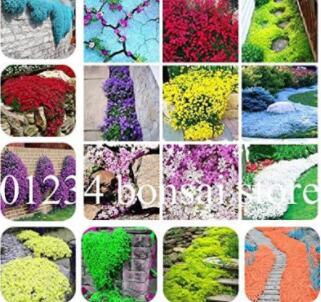 200PCS Mixed Creeping Thyme Seeds Cress Rock