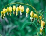Bleeding Heart Seeds CANARY YELLOW RARE VARIETY Shade Perennial 20 Seeds