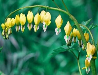 Bleeding Heart Seeds CANARY YELLOW RARE VARIETY Shade Perennial 20 Seeds