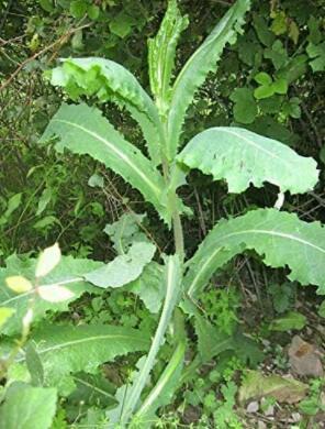 20 Wild Lettuce Plant Seeds