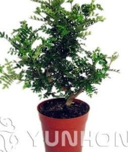 Bonsai 50pcs Japanese Pistacia weinmannifolia Bonsai - Bonsai Tree Evergreen Bonsai Home Gardening