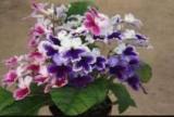 100 Streptocarpus Concorde Mix Flower Seeds