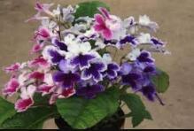 100 Streptocarpus Concorde Mix Flower Seeds