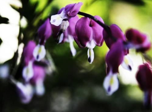 Dicentra Spectabilis Seeds ★ PURPLE AURORA ★ Rare Shade Perennial ★ 10 Seeds