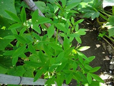 20 CHIPILIN Guatemalan Vegetable Seeds