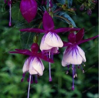 200PCS Fuchsia Seeds Purple White Flowers