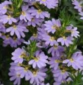 20 Scaevola Mix Flower Seeds