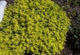 200 GOLDEN ACRE SEDUM STONECROP GOLD MOSS Flower Seeds