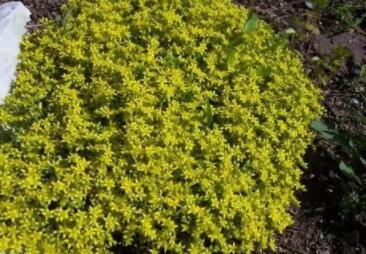 200 GOLDEN ACRE SEDUM STONECROP GOLD MOSS Flower Seeds
