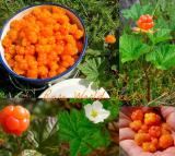 Seeds Rare and Special Cloudberry (Rubus Chamaemorus) Artic Raspberry Fresh 100 Seeds