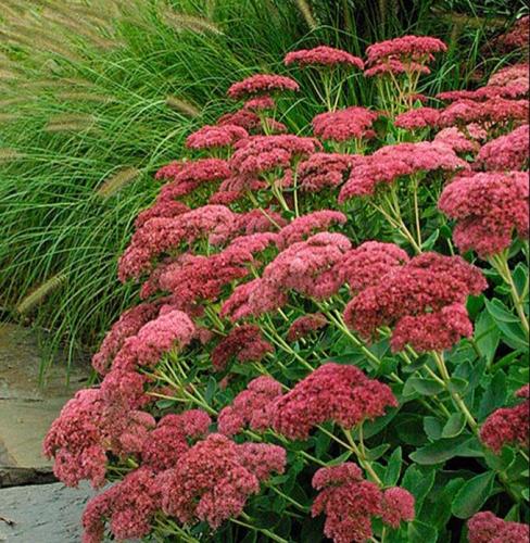 100 Seeds CSS) Autumn Joy Sedum Seed Beautiful Succulent Leaf Seeds Easy to Seasons