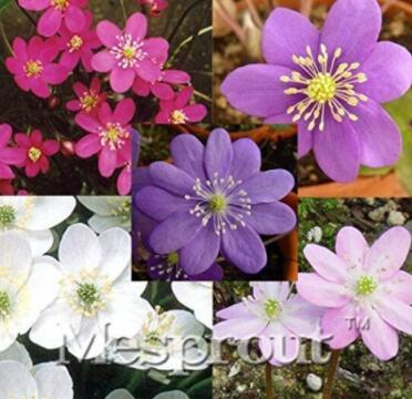 100pcs/bag Hepatica Nolilis Bonsai Flower Beautiful Watch Bonsai Plants