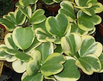 10 Hoya Kerrii Flower Seeds
