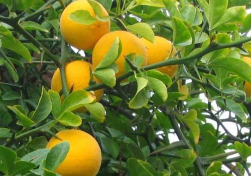 Hardy Orange seed (Poncirus trifoliata) a.k.a Chinese Bitter Orange (50 Seeds)