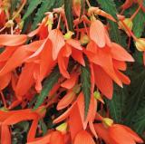 Begonia Seeds Santa Cruz Sunset Trailing Begonia 15 Pelleted Seeds Easy to Seasons, Meaningful Gift.