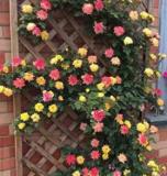 100PCS Trepadora Roses Seeds Colorful Climbing Shrub Flowers