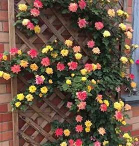 100PCS Trepadora Roses Seeds Colorful Climbing Shrub Flowers