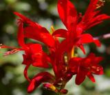 Crocosmia Lucifer Plant 100 Seeds