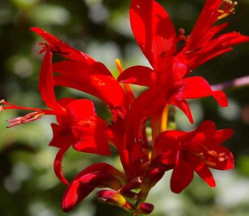 Crocosmia Lucifer Plant 100 Seeds