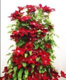 100PCS Dark Red Clematis Climbing Bonsai Flower Seeds