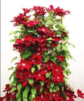 100PCS Dark Red Clematis Climbing Bonsai Flower Seeds