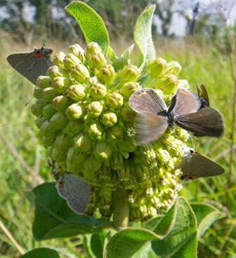 Asclepias viridiflora | Green Comet Milkweed | 10_Seeds
