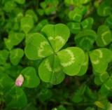 100PCS Clover Lucky Grass Fragrant Lawn Groundcover for Home Garden Planting