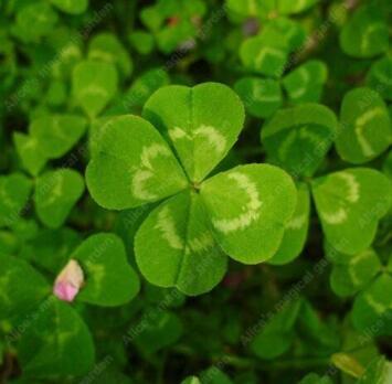 100PCS Clover Lucky Grass Fragrant Lawn Groundcover for Home Garden Planting
