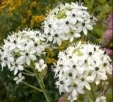 100 ORNITHOGALUM SAUNDERSIAE Plant Seeds