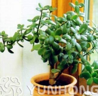20pcs Bonsai Crassula Ovata Plant Bonsai Tree Plant. Rare Japanese Sky Crassula Ovata Plant. Balcony Plants for Home Gard