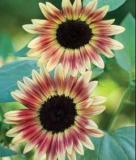Strawberry Blonde Sunflower 100 Seeds
