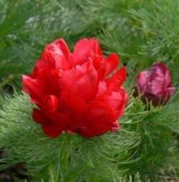 50pcs Double Flowering Fernleaf Peony Rubra Plena fower Seeds