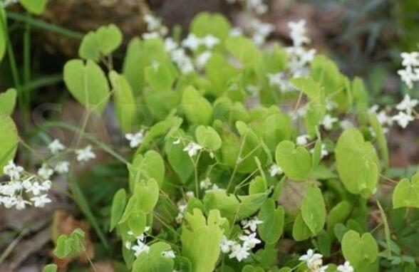 10 Epimedium Brevicornu Plant Seeds