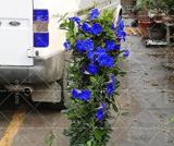 100pcs Climbing Mandevilla Sanderi Dipladenia sanderi See ed Perennial Flower Potted Plants DIY Home Garden
