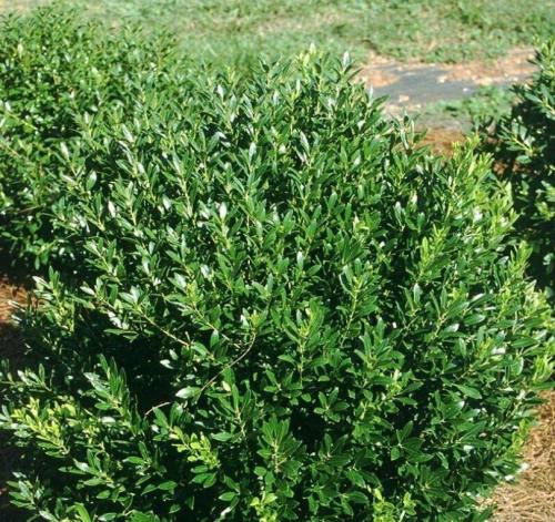 25 Seeds Eed Ilex Glabra Seeds Non-Hybrid, Open-Pollinated, Suited for Canadian Climate