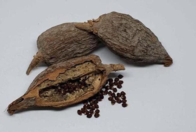 30 Seeds Alligator Pepper Wesa Seeds Easy to Seasons, Meaningful Gift.
