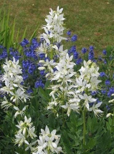 10 Gas Plant Mix Dictamnus Albus Mixed Colors White Red Pink Lilac Flower (Best Seeds) Can Grow in Pot
