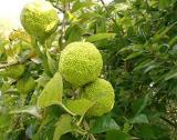 200 Seeds Osage Orange Tree Seeds Bois Arc Tree Fresh Seeds from Bois Arc Mo Non-Hybrid