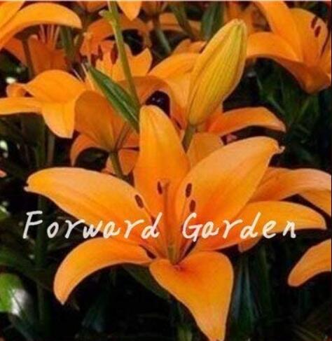 100PCS Colorful Lily Seeds