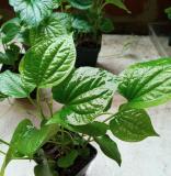50 Seeds Organic Indian Betel Leaf Piper Lolot Tall Antioxidantpaan Leaf Plant Non-Hybrid, Open-Pollinated, Suited for
