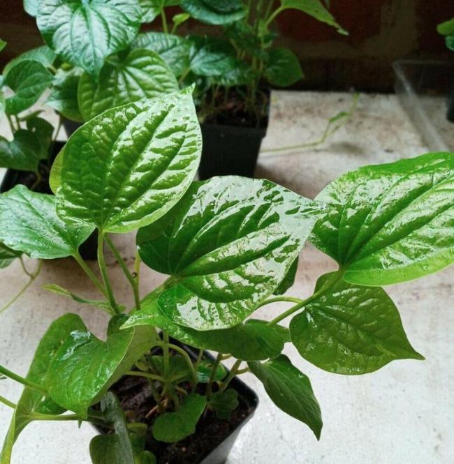50 Seeds Organic Indian Betel Leaf Piper Lolot Tall Antioxidantpaan Leaf Plant Non-Hybrid, Open-Pollinated, Suited for