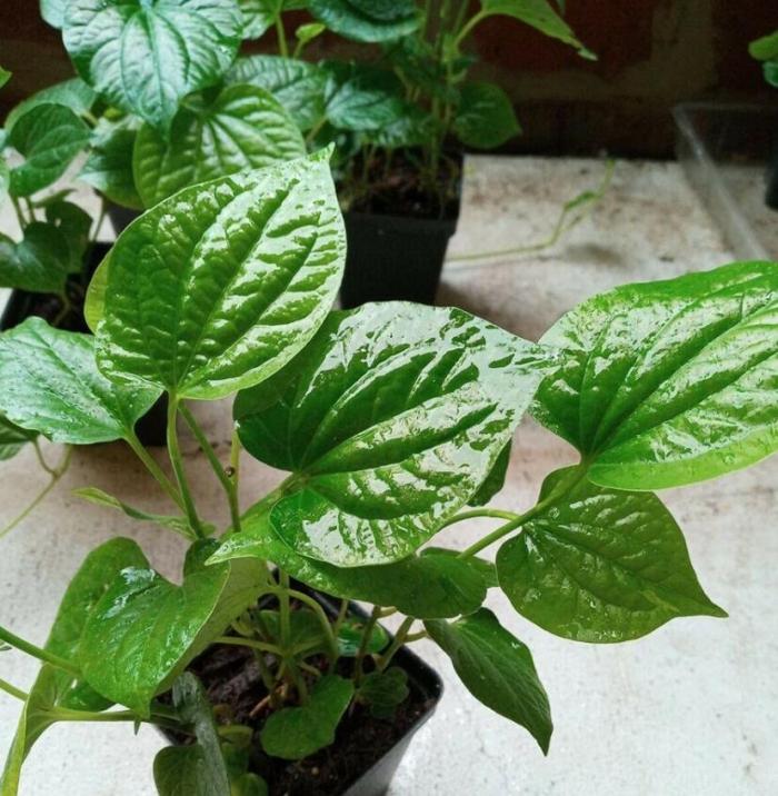 US$ 2.91 - 50 Seeds Organic Indian Betel Leaf Piper Lolot Tall  Antioxidantpaan Leaf Plant Non-Hybrid, Open-Pollinated, Suited for -  www.deargogo.com