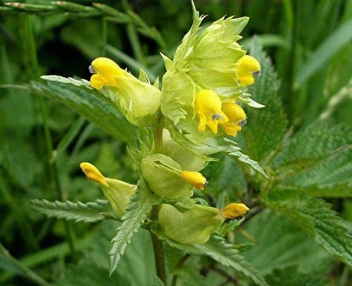 25 Yellow Rattle Rhinanthus Minor Plant Seeds