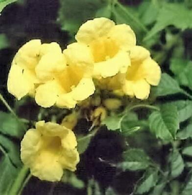 10 YELLOW HUMMINGBIRD TRUMPET VINE Flower Campsis Radicans Flava Climber Seeds